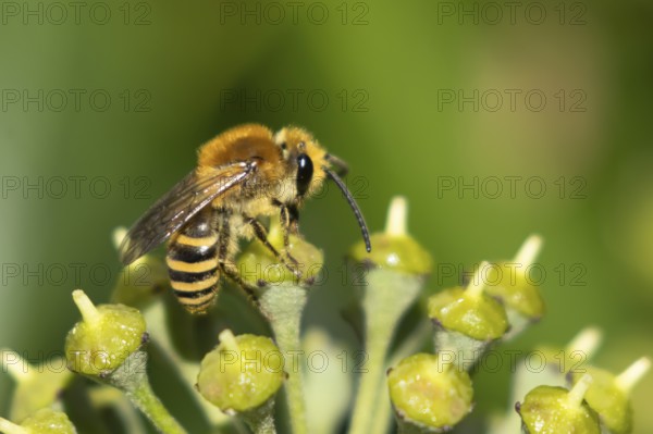 Ivy bee (Colletes hederae) adult insect feeding on an ivy plant flowers in the summer, England,