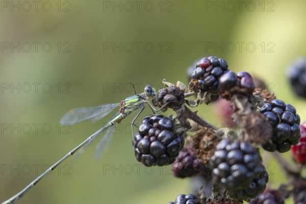 Emerald damselfly (Lestes sponsa) adult insect on a blackberry fruit in the summer, England, United
