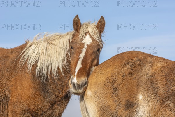 Two horses are standing next to each other, one of them has a white spot on its face. The scene is