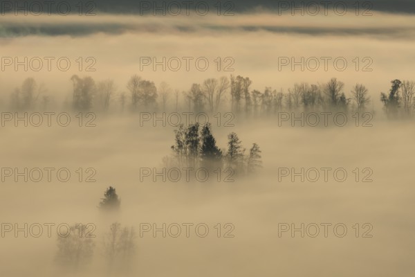 Foggy mood, fog, morning light, backlight, autumn, Loisach-Lake Kochel-Moor, foothills of the Alps,