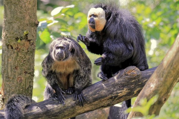 White-headed saki (Pithecia pithecia), adult, on tree, pair, male, female, fur care, social