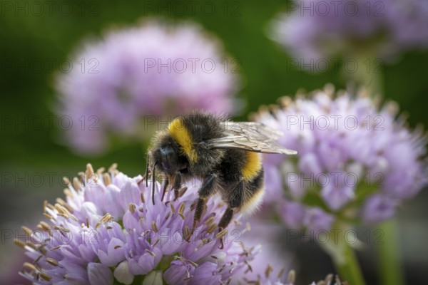 Close-up of a bumblebee on a purple flower against a blurred background, Royal Botanic Gardens (Kew