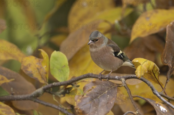 Eurasian chaffinch (Fringilla coelebs) adult male bird on a garden Magnolia tree with autumn colour
