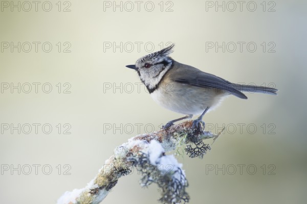 Crested tit Lophophanes cristatus adult bird on a snow covered tree branch in winter, Scotland,