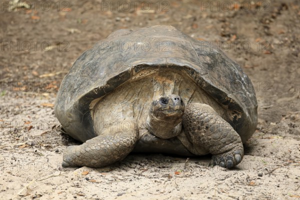Galapagos giant tortoise (Chelonoidis niger), adult, foraging, captive, Galapagos Islands, Ecuador,