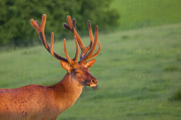 Portrait of an Altai maral stag, Altai wapiti or Altai elk (Cervus canadensis sibiricus) in the