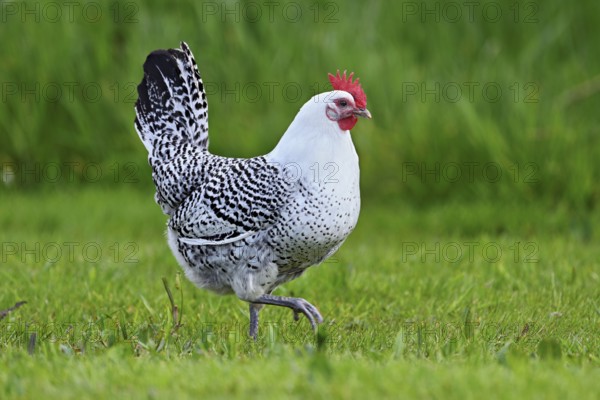 East Frisian Gull standing in a meadow, chicken breed with good utilisation characteristics, Texel,