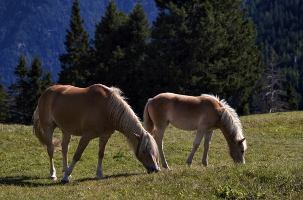 Haflinger horses with foal (Equus ferus caballus) on the pasture, mountain meadow, Vigiljoch near
