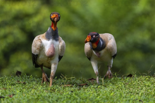 King vulture (Sarcoramphus papa), cock, vulture birds (Aegypiinae), Laguna del Lagarto Lodge,