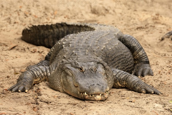 Mississippi Alligator (Alligator mississippiensis), pike alligator, adult, lying, friendly,
