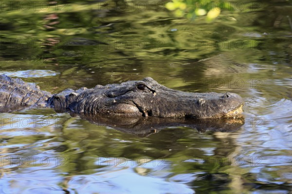 Mississippi Alligator (Alligator mississippiensis), pike alligator, adult, portrait, in water,