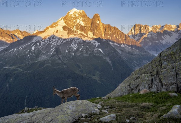 Alpine ibex (Capra ibex), in front of a mountain panorama at sunset, mountain peaks Grandes