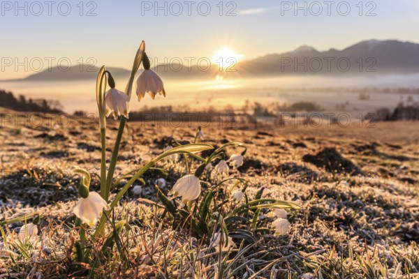 Flowers at sunrise, frost, fog, mountain landscape, spring, rays of sunshine, Marchberry (Leucojum
