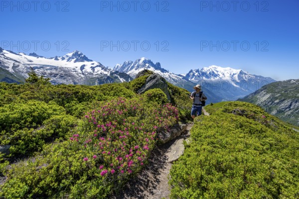 Mountaineer on hiking trail between alpine roses, mountain panorama with glaciated mountain peaks,