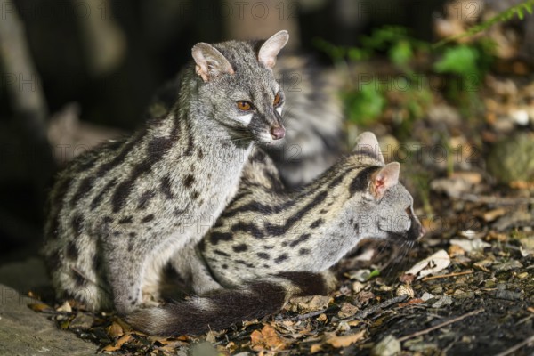 Two Common genets (Genetta genetta), cuddling wildlife in a forest, Montseny National Park,