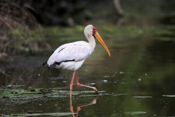 Glutton (Mycteria ibis), adult, in the water, foraging, Kruger National Park, Kruger National Park,