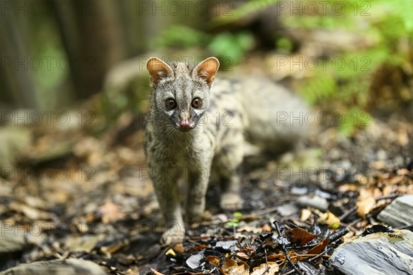 Common genet (Genetta genetta), cub wildlife in a forest, Montseny National Park, Catalonia, Spain,