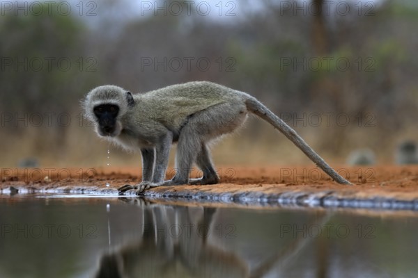 Vervet Monkey (Chlorocebus pygerythrus), adult, drinking, at the water, Kruger National Park,