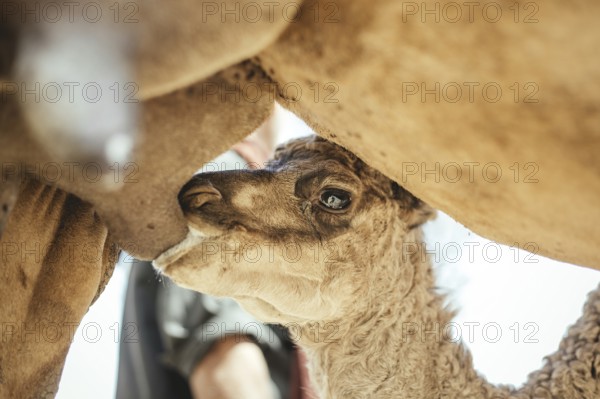 Camel calf suckling on its mother's udder on the camel farm of Sheikh Ahmed Ali Al-Mahri, camel