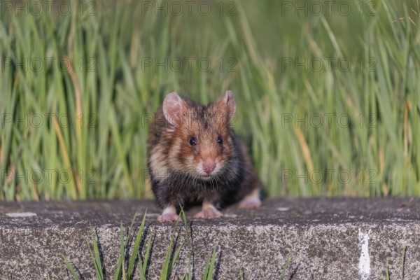 One European hamster (Cricetus cricetus), Eurasian hamster, black-bellied hamster or common