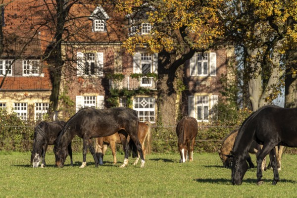 Horses in the pasture at Ponyhof Schleithoff, Havixbeck, Münsterland, North Rhine-Westphalia,
