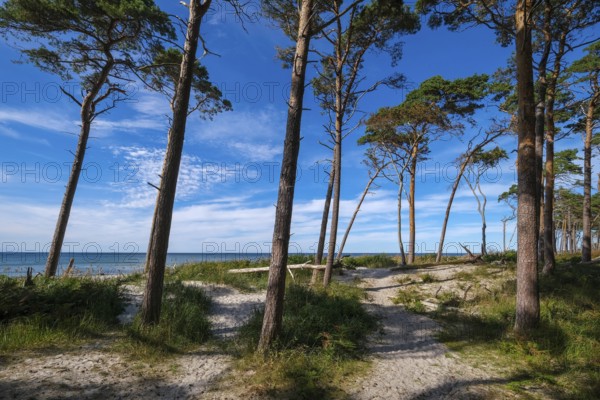 Born am Darß, Fischland-Darß-Zingst, Mecklenburg-Vorpommern, Germany, Pine forest in the dunes on