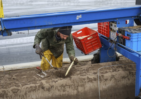 Wesel, North Rhine-Westphalia, Germany, Harvest workers from Eastern Europe harvest the first
