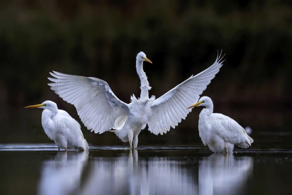 Great White Egret (Ardea alba) Winter visitor, migratory bird, streaky light, resting bird, group,