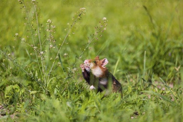A European hamster (Cricetus cricetus), Eurasian hamster, black-bellied hamster or common hamster,