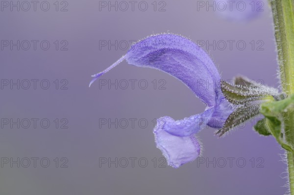 Meadow sage (Salvia pratensis), single flower, Oberhausen, Ruhr area, North Rhine-Westphalia,
