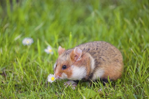 A European hamster (Cricetus cricetus), Eurasian hamster, black-bellied hamster or common hamster,