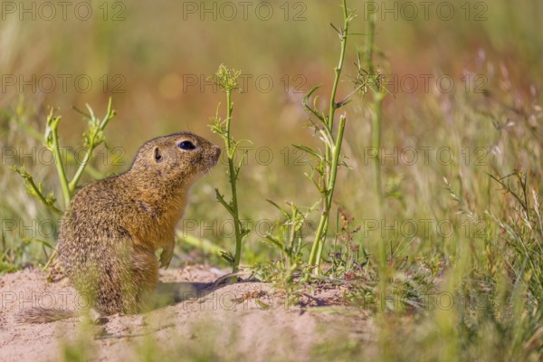 A European ground squirrels (Spermophilus citellus) or European souslik stands on sand with some