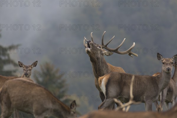 Red Deer buck standing on a meadow in autumn. Fog and trees in the background. Rutting season,