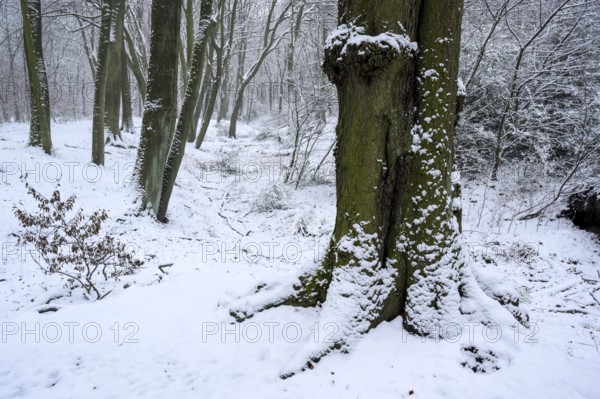 Beech forest in winter, with freshly fallen snow, Bottrop, Ruhr area, North Rhine-Westphalia,