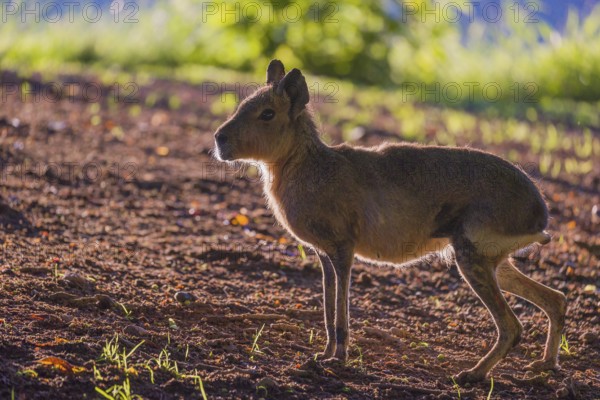 One Patagonian mara (Dolichotis patagonum) stands on a meadow in strong backlight and shows a