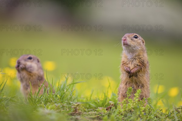 Two adult European ground squirrel (Spermophilus citellus) or European souslik stand tall in green