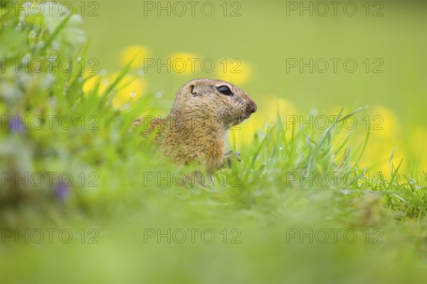 An adult European ground squirrel (Spermophilus citellus) or European souslik sits in green gras