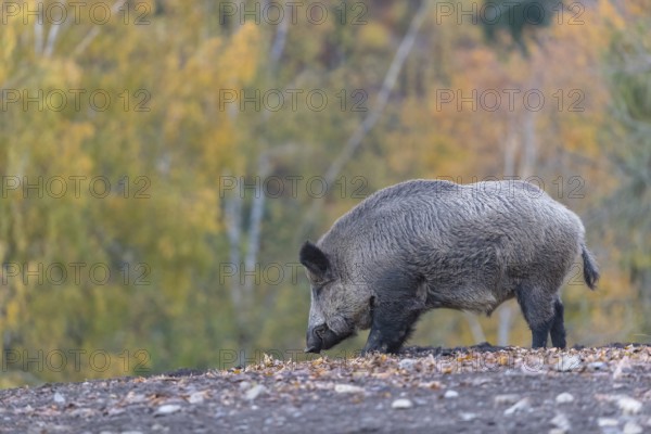 One wild boar or wild pig (Sus scrofa), walking over an opening in early morning light, searching