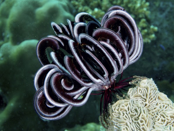 Metallic shining Bennett's hairstar (Anneissia bennetti) in the sea, surrounded by green flora,
