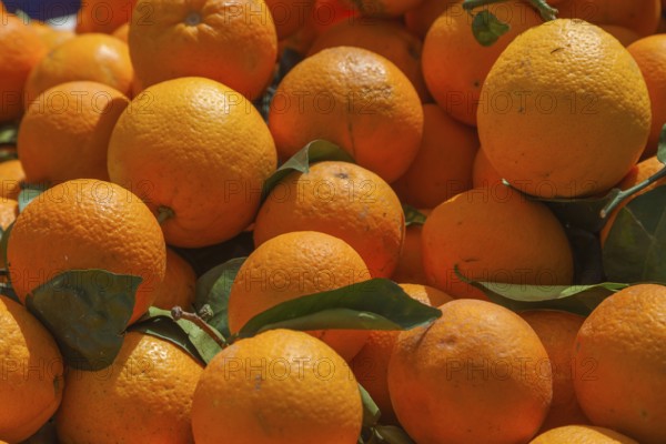 Fresh oranges under sunlight with green leaves, giving an impression of vitality and freshness,