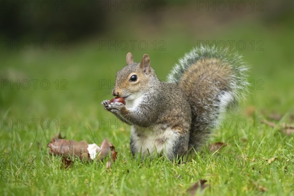 Grey squirrel (Sciurus carolinensis) adult animal feeding on a Horse chestnut tree nut or conker in
