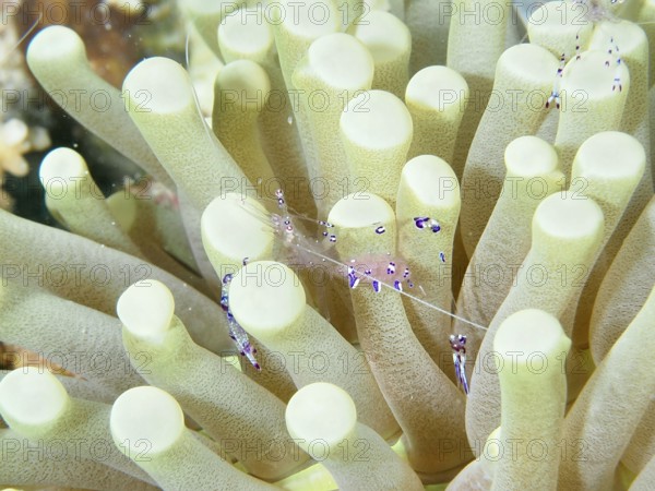 Luminous shrimp, Saravati anemone partner shrimp (Ancylomenes sarasvati), between green tentacles