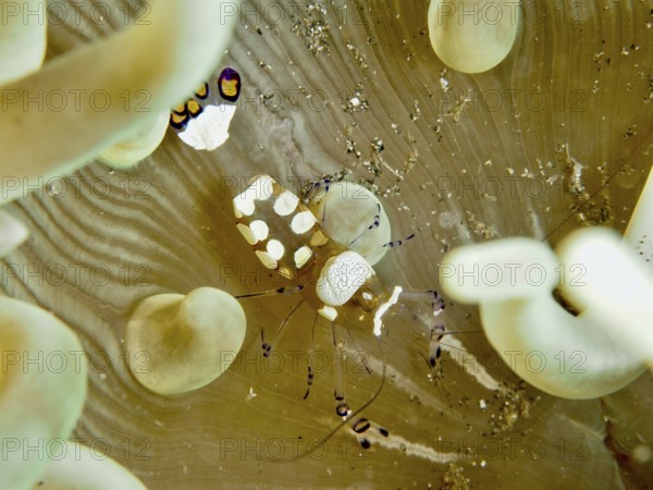 Transparent peacock anemone shrimp (Ancylocaris brevicarpalis) in a sea anemone on the seabed, dive