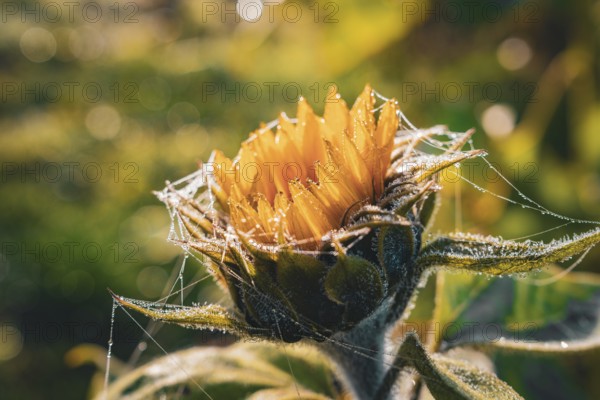 A close-up of a sunflower covered in cobwebs and shiny morning dew, Gechingen, Black Forest,