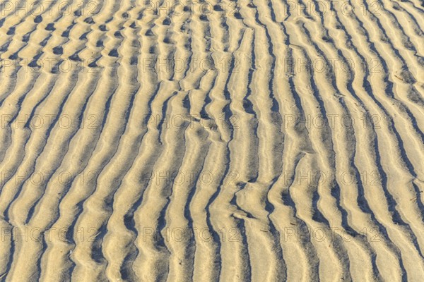 Pattern in the sand, formed by wind and water, in between a single razor clam, North Beach of