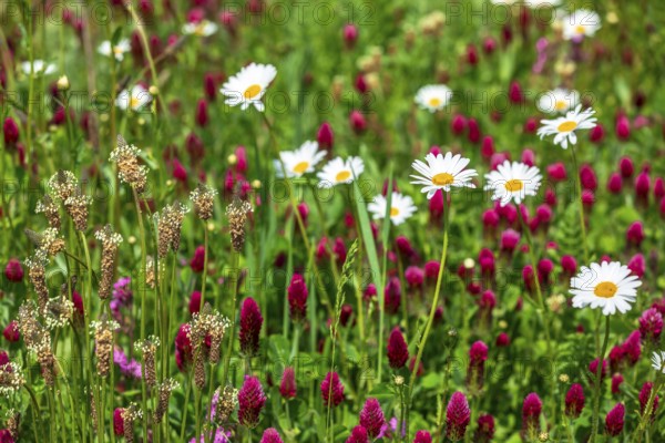 Flowering meadow with daisies (Leucanthemum) and incarnate clover (Trifolium incarnatum) in bloom,