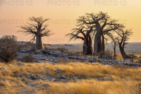 African baobab or baobab tree (Adansonia digitata), several trees at sunrise, Kubu Island (Lekubu),