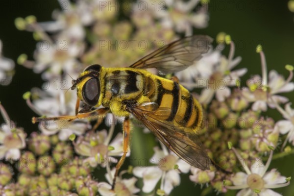 Close-up of the female of a death's-head hoverfly (Myanthropa florea on white flowers of angelica