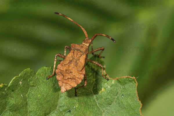Dock bug (Coreus marginatus) in the 5th larval stage sitting on a leaf in nature,