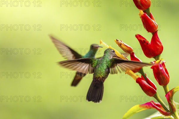 Green-fronted Brilliant Hummingbird (Heliodoxa jacula), Hummingbird (Trochilidae), Swiftbirds